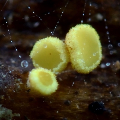 zz – ascomycetes - apothecial (Cup fungus) at Box Cutting Rainforest Walk - 26 Mar 2019 by Teresa