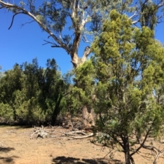 Exocarpos cupressiformis (Cherry Ballart) at Ainslie, ACT - 27 Mar 2019 by jb2602