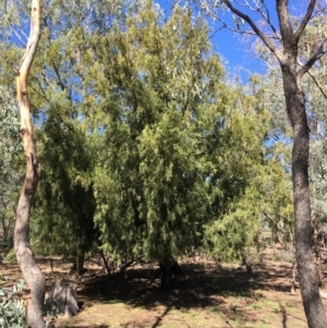 Exocarpos cupressiformis at Ainslie, ACT - 27 Mar 2019