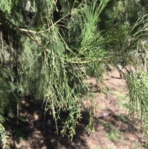 Exocarpos cupressiformis at Ainslie, ACT - 27 Mar 2019