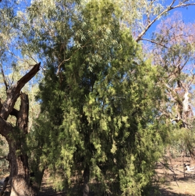 Exocarpos cupressiformis (Cherry Ballart) at Ainslie, ACT - 27 Mar 2019 by jb2602