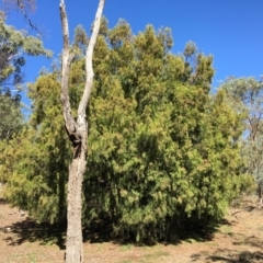 Exocarpos cupressiformis (Cherry Ballart) at Ainslie, ACT - 27 Mar 2019 by jb2602