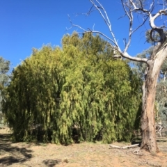 Exocarpos cupressiformis (Cherry Ballart) at Ainslie, ACT - 27 Mar 2019 by jb2602