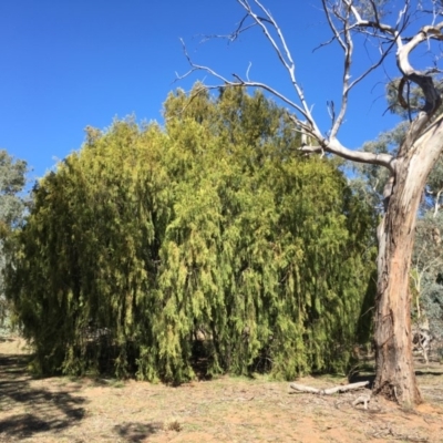 Exocarpos cupressiformis (Cherry Ballart) at Ainslie, ACT - 27 Mar 2019 by jbromilow50