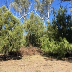 Exocarpos cupressiformis (Cherry Ballart) at Ainslie, ACT - 27 Mar 2019 by jb2602