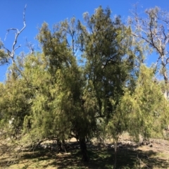 Exocarpos cupressiformis (Cherry Ballart) at Ainslie, ACT - 27 Mar 2019 by jb2602