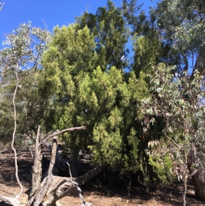 Exocarpos cupressiformis (Cherry Ballart) at Mount Ainslie - 27 Mar 2019 by jb2602