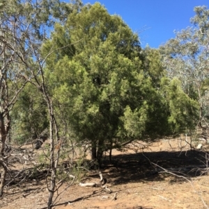 Exocarpos cupressiformis at Ainslie, ACT - 27 Mar 2019 02:39 PM