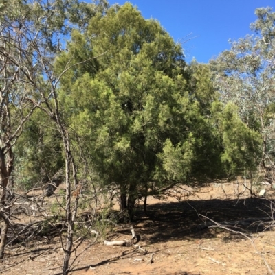 Exocarpos cupressiformis (Cherry Ballart) at Ainslie, ACT - 27 Mar 2019 by jbromilow50