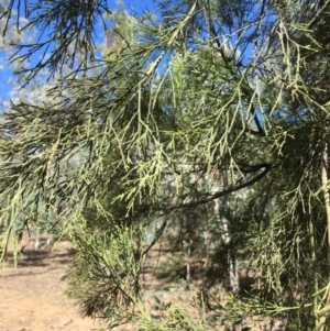 Exocarpos cupressiformis at Ainslie, ACT - 27 Mar 2019 02:39 PM