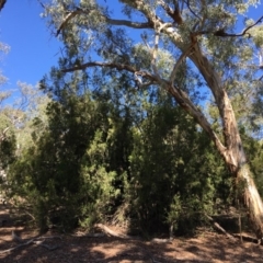 Exocarpos cupressiformis (Cherry Ballart) at Ainslie, ACT - 27 Mar 2019 by jb2602