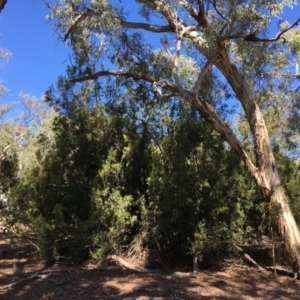 Exocarpos cupressiformis at Ainslie, ACT - 27 Mar 2019