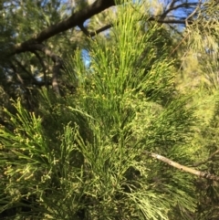 Exocarpos cupressiformis at Ainslie, ACT - 27 Mar 2019