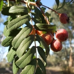 Sorbus domestica (Service Tree) at Symonston, ACT - 27 Mar 2019 by Mike