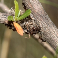 Papyrius nitidus (Shining Coconut Ant) at Dunlop, ACT - 27 Mar 2019 by JohnBrannan