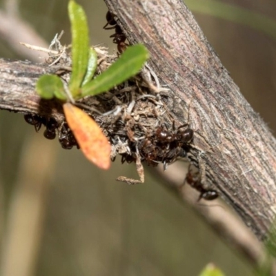 Papyrius nitidus (Shining Coconut Ant) at Dunlop, ACT - 27 Mar 2019 by JohnBrannan