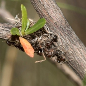 Papyrius nitidus at Dunlop, ACT - 27 Mar 2019