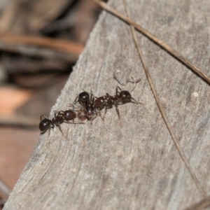 Papyrius nitidus at Dunlop, ACT - 27 Mar 2019