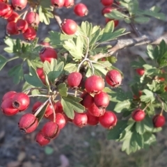 Crataegus monogyna (Hawthorn) at Mount Mugga Mugga - 27 Mar 2019 by Mike