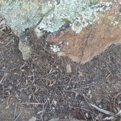 Papyrius nitidus (Shining Coconut Ant) at Mount Mugga Mugga - 27 Mar 2019 by Mike