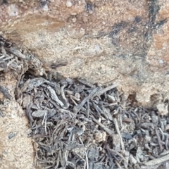 Papyrius nitidus at Symonston, ACT - 27 Mar 2019