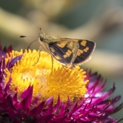 Ocybadistes walkeri (Green Grass-dart) at ANBG - 21 Feb 2019 by AlisonMilton