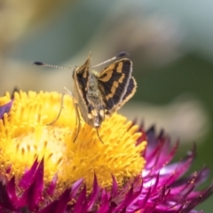 Ocybadistes walkeri at Acton, ACT - 21 Feb 2019