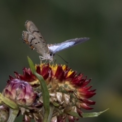 Jalmenus evagoras (Imperial Hairstreak) at ANBG - 21 Feb 2019 by AlisonMilton