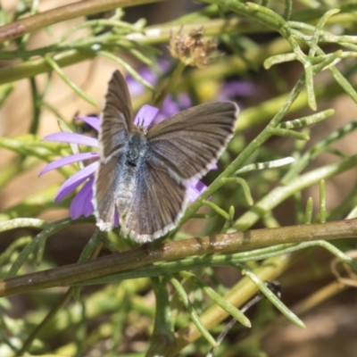 Zizina otis (Common Grass-Blue) at Acton, ACT - 21 Feb 2019 by AlisonMilton