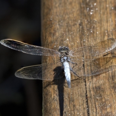 Orthetrum caledonicum (Blue Skimmer) at ANBG - 21 Feb 2019 by AlisonMilton