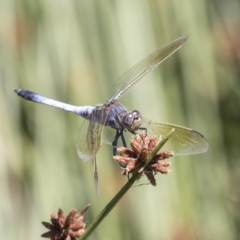 Orthetrum caledonicum at Acton, ACT - 21 Feb 2019 12:55 PM