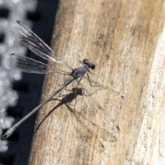 Austroargiolestes icteromelas (Common Flatwing) at ANBG - 21 Feb 2019 by AlisonMilton