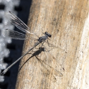 Austroargiolestes icteromelas at Acton, ACT - 21 Feb 2019 12:52 PM