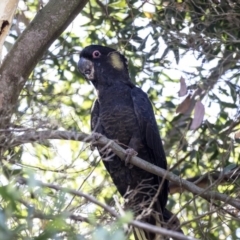Zanda funerea (Yellow-tailed Black-Cockatoo) at Acton, ACT - 21 Feb 2019 by AlisonMilton