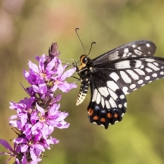 Papilio anactus (Dainty Swallowtail) at ANBG - 21 Feb 2019 by AlisonMilton