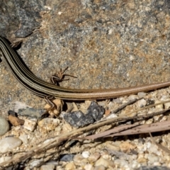 Ctenotus taeniolatus (Copper-tailed Skink) at Acton, ACT - 21 Feb 2019 by AlisonMilton