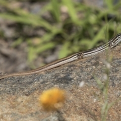 Ctenotus taeniolatus at Acton, ACT - 21 Feb 2019 03:10 PM