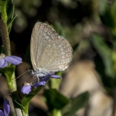 Zizina otis (Common Grass-Blue) at Acton, ACT - 21 Feb 2019 by AlisonMilton