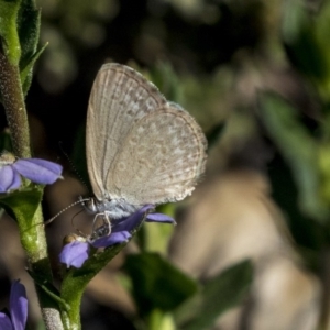 Zizina otis at Acton, ACT - 21 Feb 2019 03:21 PM