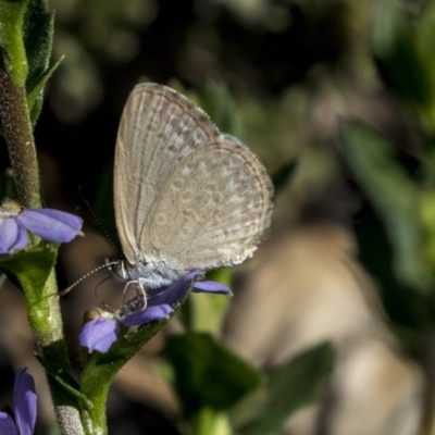 Zizina otis (Common Grass-Blue) at ANBG - 21 Feb 2019 by AlisonMilton