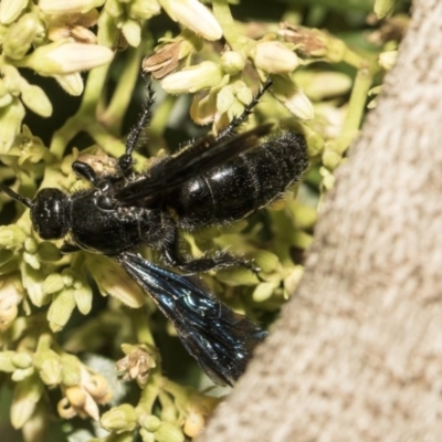 Austroscolia soror (Blue Flower Wasp) at ANBG - 21 Feb 2019 by AlisonMilton