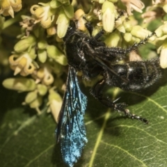 Austroscolia soror at Acton, ACT - 21 Feb 2019 01:58 PM