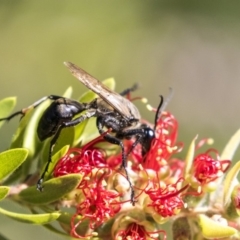Sphex sp. (genus) (Unidentified Sphex digger wasp) at ANBG - 21 Feb 2019 by AlisonMilton