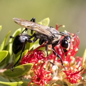 Sphex sp. (genus) at Acton, ACT - 21 Feb 2019