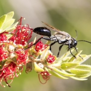 Sphex sp. (genus) at Acton, ACT - 21 Feb 2019