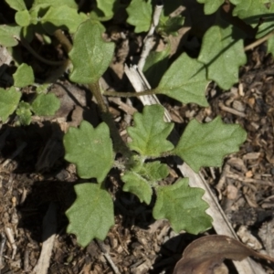 Dysphania pumilio at Michelago, NSW - 12 Jan 2019 10:34 AM