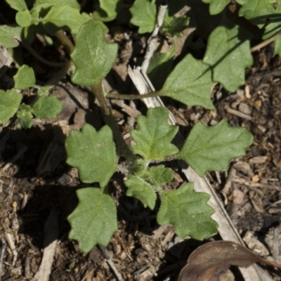 Dysphania pumilio (Small Crumbweed) at Michelago, NSW - 12 Jan 2019 by Illilanga
