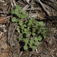 Dysphania pumilio at Michelago, NSW - 12 Jan 2019 10:34 AM