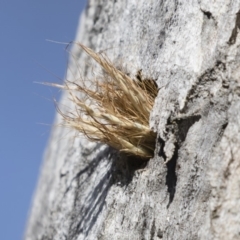Isodontia sp. (genus) (Unidentified Grass-carrying wasp) at Illilanga & Baroona - 11 Jan 2019 by Illilanga