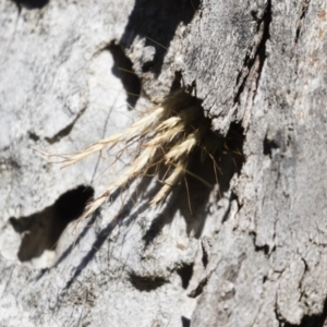 Isodontia sp. (genus) at Michelago, NSW - 12 Jan 2019